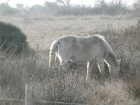 Camargue Pony Photo